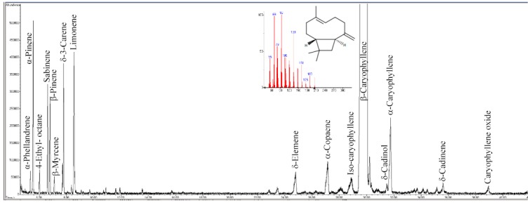 Gas chromatography–mass spectrometry (GC–MS) total ion current gas-chromatogram of PipeNig®-FL. The main compound trans-β-caryophyllene (BCP) is out of scale in order to evidence the other minor monoterpenes and sesquiterpenes that characterize the chemical composition of PipeNig®-FL. The inset shows the chemical formula and the mass spectrum of BCP. The y axis is the total ion current; the x axis represents time (in min).