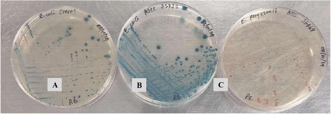 The colony characteristics of the isolate (A) on CCA showed dark blue to violet pigmentation, typical of E. coli, as confirmed by the dark blue to violet colonies of the reference E. coli strain (ATCC 25922) (B). The isolate is clearly distinguishable from the pink colonies of E. fergusonii (C) and from Shigella species, which are known to produce colourless colonies on CCA.