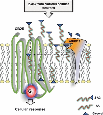 Hypothetical scheme where ABHD12 functions as an ectohydrolase regulating extracellular 2-AG levels and CB2R signalling in microglia. ABHD12 is predicted to be an integral membrane protein (Blankman et al. 2007) and in the brain its mRNA is highly expressed in microglia. ABHD12 transcripts are also found in related cell types (macrophages, osteoclasts) and this hydrolase is therefore potentially positioned to guard 2-AG-CBR signalling in these cells. Although ABHD12 hydrolyses 2-AG, it is not currently known whether it utilizes other substrates and serve other functions. At the bulk brain level, ABHD12 accounts for approx. 9% of total 2-AG hydrolase activity. The 3D structure of ABHD12 is not available but the active site (depicted as a mouth digesting 2-AG) is predicted to face the luminal/extracellular side. ABHD12 may thus function as an ectohydrolase. In the hypothetical scenario, ABHD12 guards extracellular 2-AG levels and subsequent CB2R activity. 2-AG may enter the CB2R ligand binding pocket directly from the extracellular space (dashed vertical down arrow), or as suggested based on molecular dynamics stimulation (Hurst et al. 2010), via lateral diffusion after incorporation into the membrane (dashed horizontal left arrow). CB2R activation leads to Gi-mediated cellular responses such as proliferation and migration (Cabral et al. 2008). Inactivating ABHD12 mutations have been casually linked to a neurodegenerative condition known as PHARC (polyneuropathy, hearing loss, ataxia, retinitis pigmentosa and cataract) (Fiskerstrand et al. 2010). It is not currently known whether this condition is directly linked to the endocannabinoid system.
