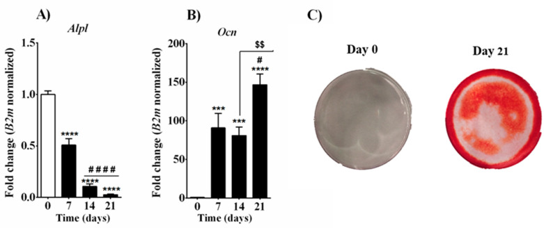 Differentiation process in MC3T3-E1 cells. Quantitative analysis of osteoblast differentiation markers Alp (A) and Ocn (B). Alizarin red staining for bone nodule formation (C). Samples were collected at different time points, before and after the induction of the differentiation process by supplementing medium with β-glycerophosphate and ascorbic acid. Data are presented as fold change (mean ± SEM) normalized to the expression of reference gene B2m and compared to basal group (day 0). Statistical analysis was performed using a one-way ANOVA followed by Tukey’s post hoc test, values with p < 0.05 were considered significant. * denotes significant differences vs. day 0; # denotes significant differences vs. day 7; $ denotes significant differences vs. day 14. Alizarin red staining was performed on days 0 and 21. Meaning of symbols: one denotes p < 0.05; two denotes p < 0.01; three denotes p < 0.001 and four denotes p < 0.0001.