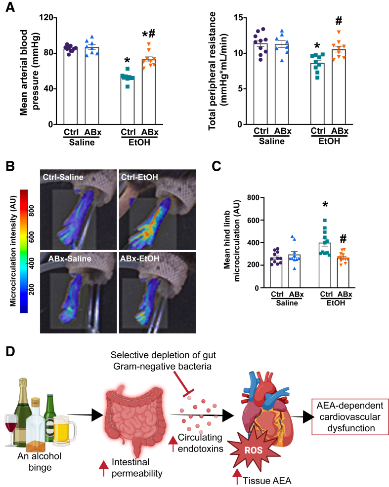 Selective depletion of gut Gram-negative bacteria mitigates binge alcohol-induced peripheral vasodilation and blood redistribution. A: Mean arterial blood pressure and total peripheral resistance measured in mice 3 hours after the administration of saline or alcohol [ethanol (EtOH)], with or without antibiotic pretreatment (ABx or ctrl, respectively). B: Representative images of the hind limb microcirculation in the saline or alcohol (ethanol)–gavaged groups, with or without antibiotic pretreatment (ABx or ctrl, respectively). Red indicates higher intensity, whereas blue represents lower rate of microcirculation. C: The results of hind limb microcirculation in mice 3 hours after the gavage saline or alcohol (ethanol) gavage, with or without antibiotic pretreatment (ABx or ctrl, respectively). D: Selective depletion of intestinal Gram-negative flora reduces circulating endotoxin levels following an alcohol binge, decreases tissue anandamide (AEA) levels, and improves cardiovascular function. Data are presented as individual values with group means ± SEM (A and C). n = 8 to 10 (A); n = 8 to 12 (C). ∗P < 0.05 versus corresponding saline group; #P < 0.05 versus ctrl ethanol group (two-way analysis of variance, Bonferroni multiple comparison test). AU, arbitrary unit; ROS, reactive oxygen species.
