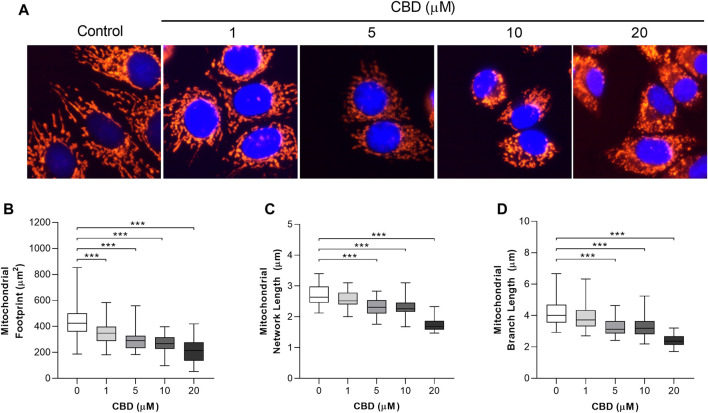 In vitro effects of cannabidiol on mitochondrial morphology. (A) Representative images showing changes in mitochondrial morphology 24 h posttreatment with CBD (1, 5, 10, and 20 µM) or the control (DMSO). Cells were stained with MitoTracker Deep Red and NucBlue (ThermoFisher, United Kingdom) and imaged using the ThermoFisher EVOS FL2. (B–D) Box plots showing the effect of CBD on (B) mitochondrial footprint, (C) mitochondrial network length, and (D) mean mitochondrial branch length. Box shows median with 25th and 75th percentiles, and whiskers indicate minimum and maximum values. n = 45/group; *** = p < 0.001; data were analyzed by one-way ANOVA with Dunnett’s test for multiple comparisons using GraphPad Prism (United States).