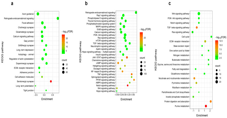 KEGG pathway analysis identifies distinct pain-related molecular programs in the S1 cortex based on sensory modality. (a) Bubble chart illustrating KEGG pathway enrichment for DEGs related to synaptic and structural functions in burn injury compared to the control group. (b) Bubble chart depicting KEGG pathway enrichment for DEGs related to signaling processes in burn injury compared to the control group. (c) Bubble chart illustrating KEGG pathway enrichment for DEGs related to signaling and metabolic processes in formalin treatment compared to the control group. The vertical axis represents KEGG pathway entries, while the horizontal axis shows the ratio of DEGs enriched in each pathway to the total number of genes annotated in that pathway (filtered by a log fold change criterion of −0.5 < log2FC > 0.5). The size of each bubble corresponds to the number of genes associated with a given pathway. The color gradient represents the false discovery rate (FDR) on a log10 scale, indicating statistical significance. The enrichment scale quantitatively expresses the proportion of genes in the given KEGG pathway that are up- or downregulated.