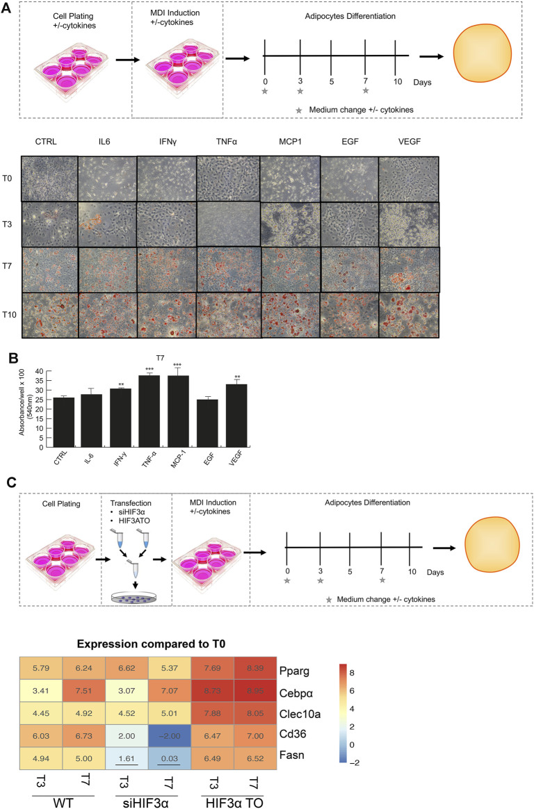 Modulation of Hif3α expression regulates the adipocyte differentiation toward WAT phenotype. (A) Schematic representation of experimental design. 3T3-L1 cells were plated in presence and absence of pro-inflammatory cytokines the day before the differentiation induction until the appearance of mature adipocytes (T0 to T10). Representative Oil Red O-staining by light microscopy in our experimental condition. (B) Quantification of Oil Red O-staining at 540 nm (n = 3) using a TECAN robotic station in mature adipocytes at day 7. ***p ≤ 0.001, **p ≤ 0.01 vs. control. (C) Schematic representation of transfection design and gene expression analysis (Pparg, C/ebpα, Clec10a, Cd36, Fasn) in WT, siHif3α and HIF3ATO adipocytes. Heatmap represents expression profile of WAT genes differentially expressed during adipogenesis. Values represent the means of the fold change vs. T0WT (n = 3). T0WT is calculated as 1, thus >1 means upregulation, <1 means downregulation. All values are significant (p ≤ 0.01) except those underlined.