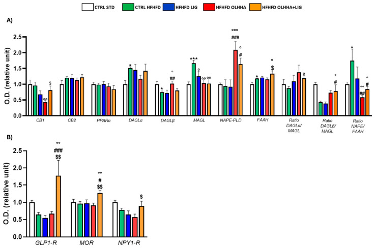 Expression in hippocampus of proteins partaking to (A) endocannabinoid system and (B) food intake mediators. Data are expressed as mean ± SEM and analyzed by two-way ANOVA (variables: diet, treatment). * p < 0.05, *** p < 0.001 vs. CTRL STD; ° p < 0.05, °° p < 0.01, °°° p < 0.001 vs. CTRL HFHFD; # p < 0.05, ## p < 0.01, ### p < 0.001 vs. HFHFD LIG; $ p < 0.05, $$ p < 0.01 vs. HFHFD OLHHA.