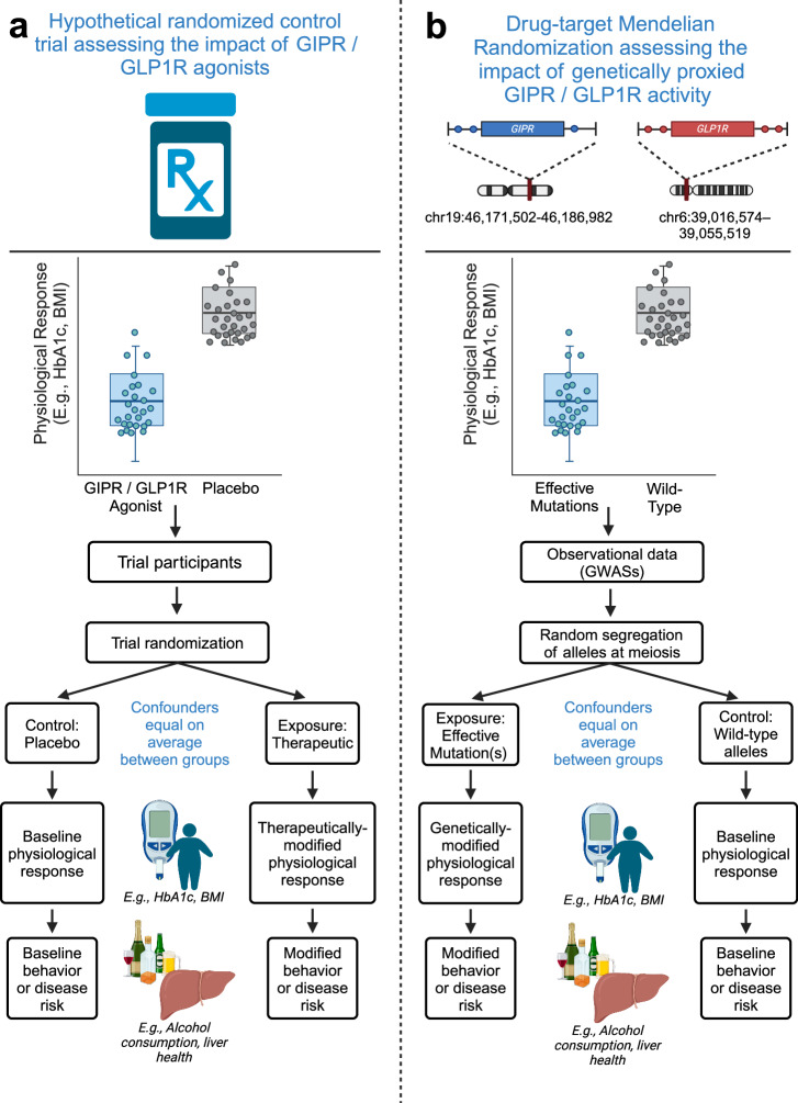 Comparison of drug-target Mendelian randomization (DTMR) with randomized control trials (RCTs) (adapted from Chauquet et al. [90]).The design for a a hypothetical RCT that investigates the impact of GIPR/GLP1R agonists on alcohol consumption behaviors, liver health, and food preferences is compared to b a drug-target MR analysis assessing the impact of genetically proxied associations of GIPR/GLP1R activity. In b, Single nucleotide polymorphisms (SNPs) located within or near the genomic loci and associated with the downstream physiological impact emulate GIPR/GLP1R therapeutics (reduced glycated hemoglobin [HbA1c] or lowered body mass index [BMI]).
