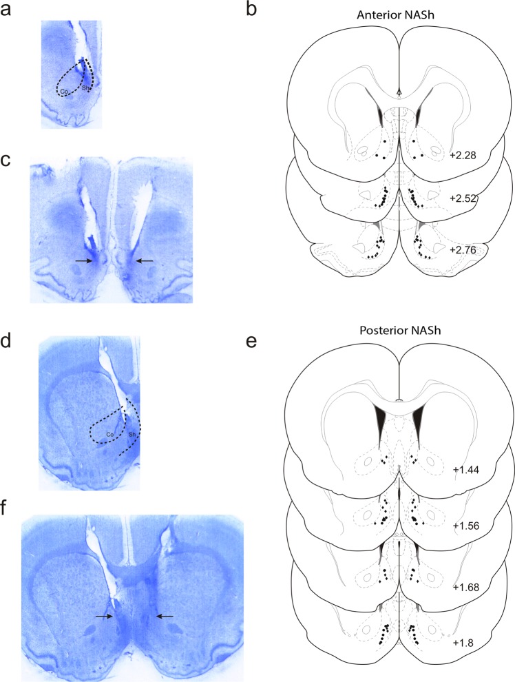 Histological analysis of intra-NASh microinjection sites. (a) Microphotograph of representative injector placement within the anterior portion of the nucleus accumbens shell. (b) Schematic representation of select intra-anterior-NASh injector locations; ● = 100 ng THC group, ◆ = 100 ng THC + 1 µg CYP. (c) Microphotograph of representative intra-anterior-NASh bilateral cannulae placements. (d) Microphotograph of representative injector placement within the posterior portion of the nucleus accumbens shell. (e) Schematic representation of select intra-posterior-NASh injector locations; ● = 100 ng THC group, ◆ = 100 ng THC + 1 µg CYP. (f) Microphotograph of representative intra-posterior-NASh bilateral cannulae placements.
