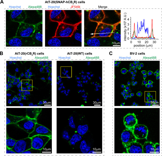 Confocal imaging of (R)-7 in live cell lines. (A) AtT-20(SNAP-hCB2R) cells were labeled for 15 min with (R)-7 (Alexa488, 625 nM, green), SNAP-JF549i (JF549i, 500 nM, red), and Hoechst33342 (Hoechst, 1 μM, blue) to visualize CB2R, SNAP-tags, and nuclei, respectively. Fluorescence intensity profiles across the white line for Alexa488, JF549i, and Hoechst33342 are shown on the right. (B) AtT-20(rCB2R) cells (left) and AtT-20(WT) cells (right) were treated with (R)-7 (625 nM, green) and Hoechst33342 (1 μM, blue) for 15 min and imaged by confocal microscopy. (C) Live BV-2 microglial cells that endogenously express CB2R were incubated with (R)-7 (2.5 μM, green) and Hoechst33342 (1 μM, blue) for 15 min and imaged by confocal microscopy.