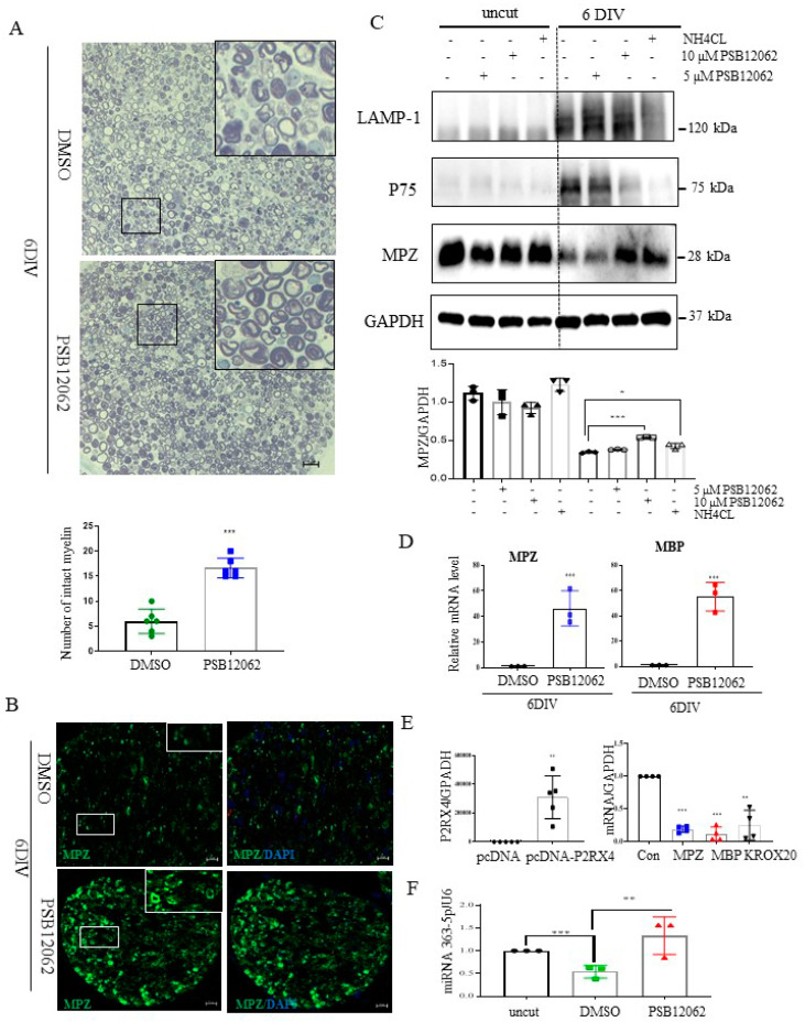 Sciatic nerve explants cultured for 6 DIV after P2RX4 antagonist treatment exhibited myelination upregulation. (A) Representative images of semithin sections showing that P2RX4 antagonist treatment (PSB12062) blocked the degradation of myelin proteins in nerve segments maintained for 6 DIV. Scale bar = 20 μm. The lower panel shows the number of intact myelin layers. n = 6. (B) Immunofluorescence analysis showing that the P2RX4 antagonist PSB12062 (10 μM) prevented the degradation of MPZ (green). Myelin was stained with MPZ (green, left panel) and nuclei with DAPI (blue, right panel). Scale bar = 50 μm. (C) Western blot showing that PSB12062 blocked degradation of the myelin protein MPZ in nerve segments maintained for 6 DIV. Uncut indicates freshly isolated nerves. Western blotting was carried out for LAMP1, p75, MPZ, and GAPDH. The lower panel shows the Western blot results. n = 3. (D) RT-qPCR analysis of MPZ and MBP mRNA levels in nerve segments maintained for 6 DIV treated with PSB12062, compared with the untreated control. Data are mean ± SD (error bars). n = 3. (E) Overexpression of P2RX4 by pcDNA-P2RX4-DYKDDDDK tag plasmid increased the MPZ, KROX20, and MBP levels. Left, level of P2RX4 after transfection with pcDNA or pcDNA-P2RX4-DYKDDDDK-tagged plasmid. n = 5. Right, levels of MPZ, KROX20, and MBP. n = 4. (F) RT-qPCR analysis of miRNA 363−5p expression in nerve segments maintained for 6 DIV and treated with PSB12062, compared with the untreated control. Uncut indicates freshly isolated nerves. n = 3. Data are the mean ± SD. * p < 0.05, ** p < 0.01, *** p < 0.001.