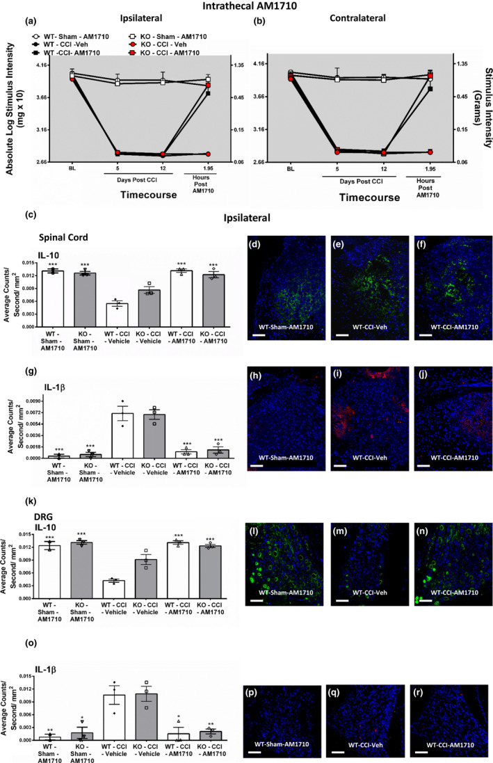 Intrathecal AM1710, a cannabinoid 2 receptor agonist, reverses CCI‐induced allodynia and modulates cytokines. Intrathecal AM1710 reversed CCI‐induced allodynia and modulated cytokines independent of CB1R. (a, b) AM1710 reversed CCI‐induced allodynia independent of CB1R actions. Before surgical manipulation, all experimental groups exhibited similar ipsilateral and contralateral BL thresholds and CCI surgery produced significant bilateral allodynia at days 5 and 12 following injury compared to sham‐treated animals. Responses from AM1710 (5 μg) maximally reversed CCI‐induced allodynia at ~2 hr after intrathecal administration. From these mice, ipsilateral immunofluorescent intensity quantification from 7‐µm‐thick sections of dorsal horn spinal cord and corresponding DRG were performed. (c) IL‐10 expression in dorsal horn spinal cord was decreased in CCI‐treated mice that received i.t. vehicle compared to control sham‐treated mice given AM1710, while IL‐10 IR recovered to sham levels in CCI neuropathic mice given i.t. AM1710. (d, e, f) Representative spectrally unmixed images at 20x magnification of IL‐10 fluorescent labeling (green) with DAPI nuclear stain (blue) in dorsal horn spinal cord. (g) Compared to sham controls, IL‐1β expression was increased in the dorsal horn spinal cord of CCI‐treated animals given i.t. vehicle of AM1710. However, i.t. AM1710 in CCI‐treated mice robustly suppressed increases in IL‐1β IR. (h, i, j) Representative spectrally unmixed images at 20x magnification of IL‐1β fluorescent labeling (red) with DAPI nuclear stain (blue) in dorsal horn spinal cord. (k) IL‐10 expression in DRG was decreased in CCI‐treated mice that received i.t. vehicle compared to control sham‐treated mice given AM1710, while IL‐10 IR recovered to sham levels in CCI neuropathic mice given i.t. AM1710. (l, m, n) Representative spectrally unmixed images at 20x magnification of IL‐10 fluorescent labeling (green) with DAPI nuclear stain (blue) in DRG. (o) Compared to sham controls, IL‐1β expression was increased in the DRG of CCI‐treated animals given i.t. vehicle of AM1710. However, i.t. AM1710 in CCI‐treated mice robustly suppressed increases in IL‐1β IR. (p, q, r) Representative spectrally unmixed images at 20x magnification of IL‐1β fluorescent labeling (red) with DAPI nuclear stain (blue) in DRG. In all images, the scale bar is equal to 50 µm. ***p < .0001, **p < .001, *p < .05 versus. WT‐CCI‐Vehicle. Data reflect mean ± SEM. For behavioral data, n = 6 mice per group for all groups except n = 5 within the KO‐Sham‐AM1710 group. For immunohistochemistry data, n = 3 mice per group for all groups except n = 2 within the WT‐Sham‐AM1710 group
