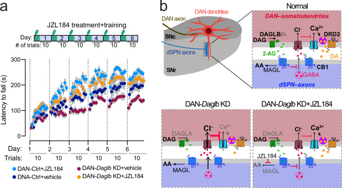 JZL184 treatment rescues the locomotor skill learning impairments of DAN-Daglb KD mice.a Rotarod locomotor skill learning of DAN-control (nvehicle = 7, 4M/3F; nJZL184 = 10, 5M/5F) and DAN-Daglb KD (nvehicle = 11, 6M/5F; nJZL184 = 12, 6M/6F) mice treated with vehicle or JZL184 (20 mg/kg). Data were presented as mean ± SEM. b A working model of nigral DAN-derived 2-AG signaling in regulating DAN neuron activity and dopamine release in SN region, where 2-AG modulates DAN calcium influx and somatodendritic dopamine release through retrograde inhibition of presynaptic GABA release from dSPNs via CB1-mediated intracellular signaling pathway. Genetic deletion of Daglb in DANs compromises the 2-AG-mediated feedback regulation, while pharmacological inhibition of 2-AG degradation by JZL184 restores the signaling. Our study suggests that this nigral DAN-derived 2-AG signaling in the SN is involved in regulating the across-session locomotor skill learning. DAG diacylglycerol, DA dopamine, AA arachidonic acid.