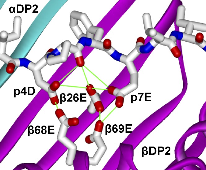 Model of mimotope-2 in the peptide-binding groove of HLA-DP2. The amino acids of mimotope-2 were introduced into the peptide of the HLA-DP2–pDRa structure (Protein Data Bank accession no. 3LQZ) using Swiss PDB Viewer 4.0. Rotamers of the amino acids of mimotope-2 that avoided conflict with the structure were selected. Ribbon representations of DP2 α (cyan)- and DP2 β (magenta)-chains are shown. Wireframe representations of the side chains of mimotope-2, βGlu26, βGlu68, and βGlu69 with CPK coloring are shown.