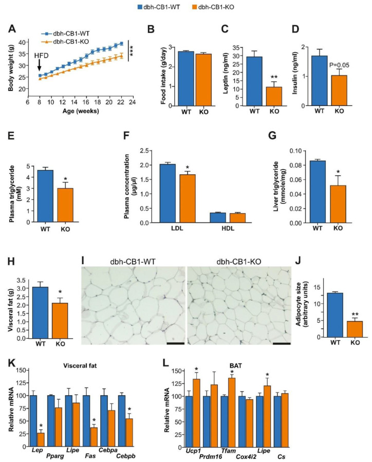 dbh-CB1-KO mice show a reduced body weight gain, increased thermogenic markers in BAT, decreased fat mass, and adipogenesis markers in visceral fat. (A) dbh-CB1-KO mice are resistant to HFD-induced obesity compared with WT (n = 15 each). *** p ≤ 0.001 by repeated measures two-way ANOVA. (B) dbh-CB1-KO mice show no differences in food intake (n = 15; Student t-test). (C) dbh-CB1-KO show decreased plasma leptin level (n = 8). ** p ≤ 0.01 by Student t-test. (D) Fasting plasma insulin levels in mice on HFD. (E) Lower plasma triglyceride levels in dbh-CB1-KO mice on HFD. (F) Lower LDL cholesterol levels in dbh-CB1-KO mice on HFD but no differences in HDL cholesterol levels compared with WT mice (n = 7–8). * p ≤ 0.05 by student t-test. (G) HFD-fed dbh-CB1-KO mice show significantly low liver triglyceride tissue levels (n = 4–5). * p ≤ 0.05 by student t-test. Data are expressed as mean ± SE. (H) dbh-CB1-KO show decreased visceral fat (n = 8–9). * p ≤ 0.05 by Student t-test. (I) Hematoxylin and eosin staining on histological sections from visceral fat tissue. Scale bar = 100 μm. (J) Quantitative analysis of adipocyte size (n = 3). ** p ≤ 0.01 by Student t-test. (K) dbh-CB1-KO show decreased Lep, Fas, and Cebpb mRNA levels in visceral fat whereas no significant differences are observed in the other markers of adipogenesis. (L) dbh-CB1-KO show increased Ucp1, Tfam, and Lipe in BAT. For (K,L) (n = 4), * p ≤ 0.05 by Student t-test. Data are expressed as mean ± SE.