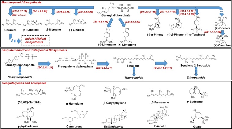 Biosynthesis of Cannabis (Cannabis sativa L.) mono-, sesqui, and triterpenoids.