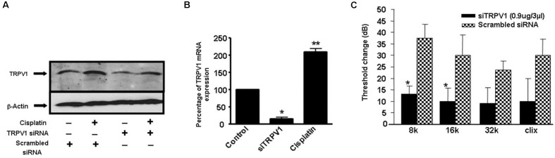 Round window administration of siRNA against TRPV1 protects against cisplatin-induced ototoxicity in rats. (A) Round window application of TRPV1 siRNA reduced both, basal and cisplatin-stimulated TRPV1 protein levels in the cochlea, assessed 24 h following cisplatin administration. (B) TRPV1 siRNA suppressed TRPV1 expression in the rat cochlea. (C) Functional studies show that TRPV1 siRNA (0.9 μg) administered by round window application protected against cisplatin-induced elevations in hearing thresholds at all frequencies tested and for click stimuli. Cisplatin (13 mg/kg i.p.) was administered 48 h following siRNA or a scrambled siRNA sequence and post-treatment ABRs were determined after an additional 72 h period. ∗p < 0.05 versus scrambled siRNA-treated cochleae and ∗∗p < 0.05 versus TRPV1 siRNA (n = 5). This figure was adapted from Mukherjea et al. (2008), with permission.