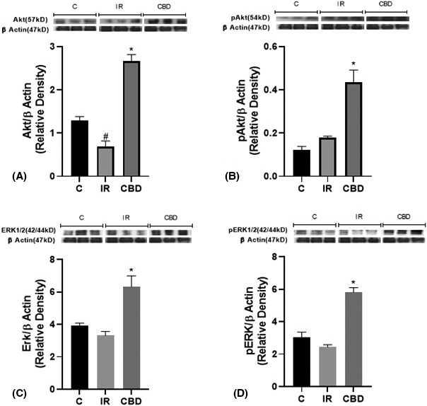 Western blot analysis (A) for the Akt/PKB protein (57 kDa) and (B) its phosphorylated p‐Akt form (54 kDa); (C) densitometry of the MAPK/ERK1/2 protein (42/44 kDa) and (D) its phosphorylated p‐ERK1/2 form (44/42 kDa), in the left ventricle of rats subjected to surgical simulation (C), ischemia surgery for 45 min and subsequent reperfusion (IR) and those treated with CBD doses of 5 mg/kg c/24 h IP, 10 days prior to the ischemia‐reperfusion procedure. A representative western blot is shown above each graph. The intensity of the bands was quantified by densitometric analysis and normalized with the corresponding β‐Actin (47 kDa). The values are averages ± SEM (n = 3). (A) *p < .05 CBD versus IR and C and # p < .05 IR versus C and CBD; (B) *p < .05 CBD versus C and IR: (C, D)* versus C and IR