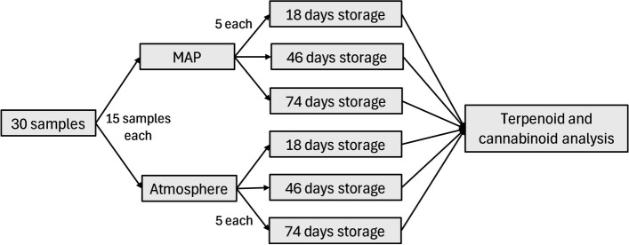 Experimental design for analysis for MAP and storage duration on terpenoids and cannabinoids in cannabis