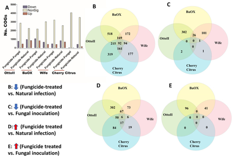 The relative abundance of Clusters of Orthologous Genes (COGs) and a Venn diagram highlighting shared COGs that show significant differences between fungicide-treated and non-fungicide-treated for the four hemp cultivars. (A): This panel displays the number of COGs that are significantly down-regulated (down) and up-regulated (up) (P < 0.05) or non-significantly regulated (nonSig) (P < 0.05) between fungicide-treated versus fungal inoculation, or fungicide-treated versus natural infection, across the four hemp cultivars (e.g., Otto II, BaOx, Wife, and Cherry Citrus). (B) shows the shared COGs significantly down-regulated in fungicide treatment compared to natural infection across the four hemp cultivars. (C) depicts the shared COGs significantly down-regulated in fungicide treatment compared to fungal inoculation for the four hemp cultivars. (D) highlights the shared COGs significantly up-regulated in fungicide treatment compared to natural infection for the four hemp cultivars. (E) presents the shared COGs significantly up-regulated in fungicide treatment compared to fungal inoculation for the four hemp cultivars. These insights offer a detailed view of how fungicide treatment influences the regulation of COGs within different hemp cultivars, shedding light on specific genetic responses to fungicide exposure.
