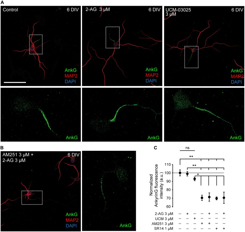 CB1R inhibition decreases ankyrinG expression at the developing AIS. (A,B) 6-DIV hippocampal neurons treated with 2-AG or UCM-03025 (A), or 2-AG in combination with AM251 (B). AIS domain stained for ankyrinG is included in a box and its magnification shown below (A) or in the right (B) for every image. Drugs were first added after cell plating and treatment was repeated every other day. After 6 days in culture, neurons were fixed and stained for MAP2 (red) to visualize somatodendritic compartment, and ankyrinG (AnkG, green) to visualize the AIS. All images were acquired using the same fluorescence parameters. Scale bar = 100 μm. (C) Bar plots representing the mean ± SEM of normalized AnkyrinG total fluorescence intensity along the AIS. Data were acquired from three independent experiments (30 neurons/experimental condition in each experiment). ANOVA, Bonferroni multiple comparisons test. Adjusted p values: **p < 0.01; *p < 0.05; ns, non-significant; a.u., arbitrary units.