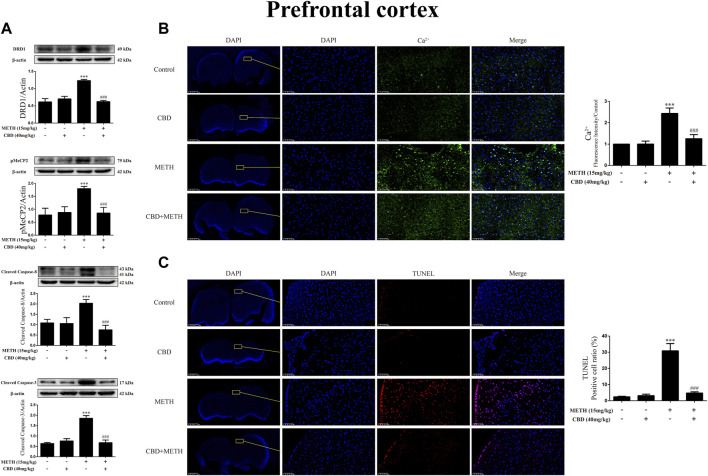 Protein, intracellular Ca2+, and apoptosis levels in prefrontal cortex of rats repeatedly exposed to CBD and/or METH. (A) Levels of DRD1, pMeCP2, and apoptosis-related proteins in prefrontal cortex. (B) Intracellular Ca2+ level in prefrontal cortex. (C) Apoptosis level in prefrontal cortex. ***p < 0.001 compared with control group, ### p < 0.001 compared with METH group; Tukey HSD post-hoc comparison after significant ANOVA.