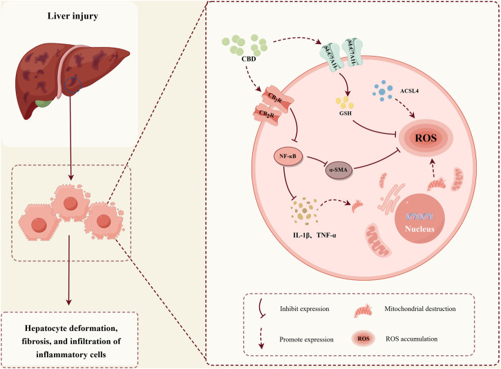 The protective role of CBD in stress-induced liver injury. (Image created with Figdraw, Export code: YTUOT76e0e).