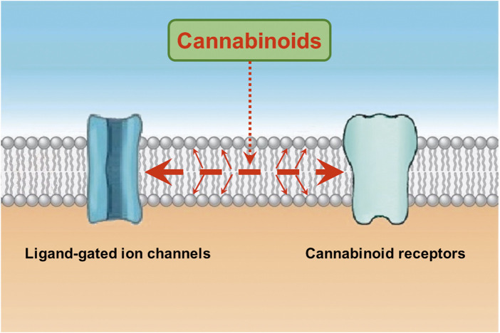Cannabinoids interact with the lipid membrane and influence the functional properties of ion channels and other integral membrane proteins. Cannabinoids enter the lipid membrane and binds to cannabinoid receptors through lipid membrane (Reggio and Traore, 2000; Barnett-Norris et al., 2005; Makriyannis et al., 2005). In addition, cannabinoids directly affect channel function by changing the biophysical properties of the lipid membrane or binding to a hydrophobic binding site(s) located on the transmembrane regions of ligand-gated ion channels (represented with large dashed red arrow). Cannabinoids, like other lipophilic molecules, partition into the lipid bilayer and alter the biophysical properties of the membrane by reducing membrane electrical resistance, increasing membrane fluidity, changing membrane order, increasing membrane stiffness, increasing membrane elasticity, and changing physicochemical and structural properties of bilayer membranes (represented with thinner diagonal red arrows). Secondly, cannabinoids can bind directly to transmembrane domains of ion channels embedded in the cell membrane (see discussion).