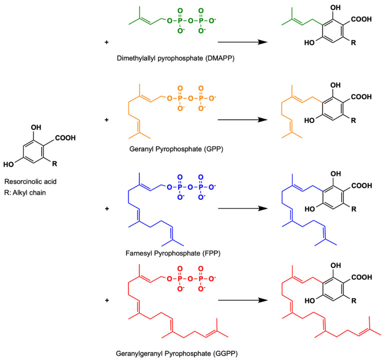 Potential cannabinoid products biosynthesized using an OLA resorcinolic acid scaffold as prenyl acceptor with different prenyl donors.