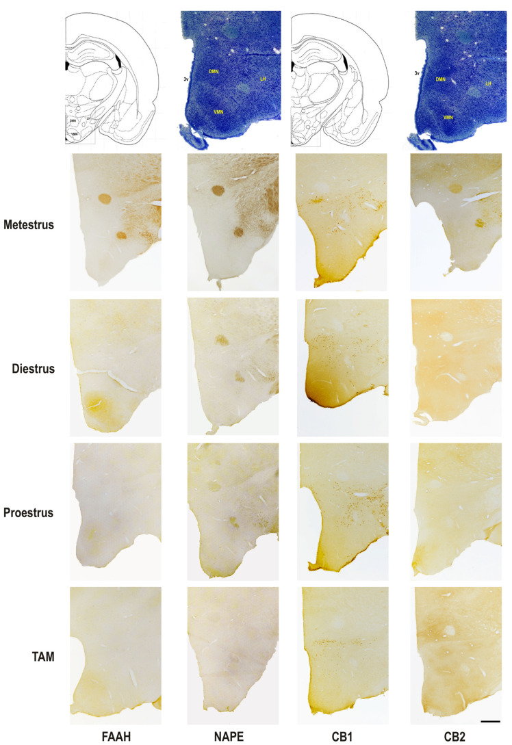 Photomicrograph representation of the immunohistochemical detection and cellular distribution of FAAH, NAPE, CB1, and CB2 in the lateral hypothalamic area, the hypothalamic ventromedial and dorsomedial nuclei of metestrus, diestrus and proestrus rats and cycling female rats treated with TAM. On top: line drawing and giemsa staining sections identifying two rostro-caudal levels of the areas, at Bregma level −3.14 and −3.30. 3v, third ventricle; DMN, dorsomedial nucleus of the hypothalamus; LH, lateral hypothalamic area; VMN, ventromedial nucleus of the hypothalamus. Scale bar = 500 μm.