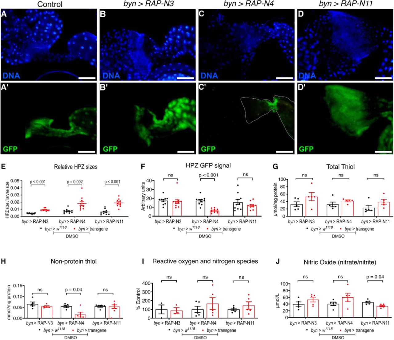 Characterisation of gut morphology of three patient-specific Nigerian-CRC fly Models:(A-D) GFP fluorescence imaging of larvae hindguts of byn>RAP-N3, byn>RAP-N4 and byn>RAP-N11. Scale bar: 100 μm. The images were processed using ImageJ (n=10 Drosophila hindgut for each group (E, F): Relative gut size (E) and (F) GFP fluorescence intensity of the hindgut proliferation zones (HPZ) of byn>RAP-N3, byn>RAP-N4 and byn>RAP-N11 as compared to the control (n=10 Drosophila hindguts for each group) (G-H), antioxidant markers (I-J) and oxidative stress marker (n = 5 replicates per group). In (E-J), data are presented as mean ± SEM. p < 0.05 (unpaired two-tailed Student’s t-test).