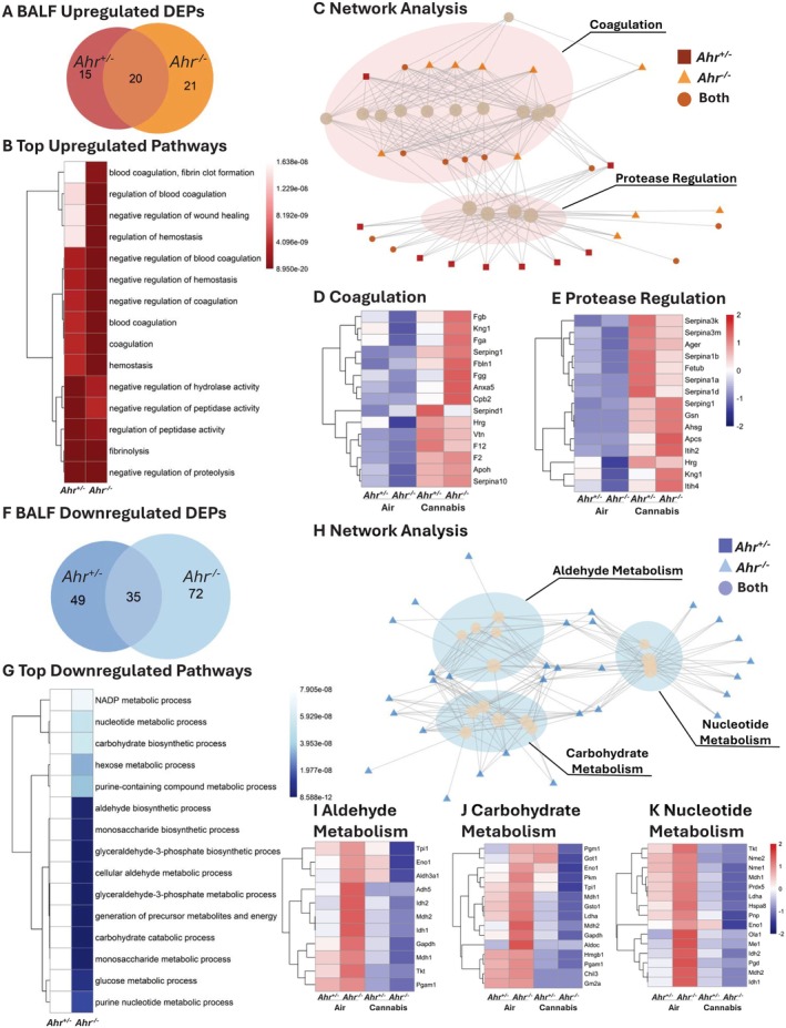 Pathway analysis of DEPs in BALF of Ahr +/− and Ahr −/− mice exposed to cannabis smoke versus air. (A) Venn diagram showing the overlap of upregulated DEPs for Ahr +/− and Ahr −/− BALF after cannabis smoke exposure versus air. (B) Top 15 upregulated pathways in Ahr +/− and Ahr −/− BALF in response to cannabis smoke exposure. (C) Network analysis of upregulated pathways. (D, E) Heatmaps of top 15 proteins in each cluster including coagulation (D) and protease regulation (E). (F) Venn diagram of downregulated DEPs for Ahr +/− and Ahr −/− BALF after cannabis smoke exposure versus air. (G) Top 15 downregulated pathways in response to cannabis smoke exposure. (H) Network analysis of downregulated pathways. (I–K) Heatmaps of top 15 proteins in the aldehyde metabolism (I), carbohydrate metabolism (J), and nucleotide metabolism (K) pathway clusters. Heatmaps represent z‐scores of protein expression across conditions.