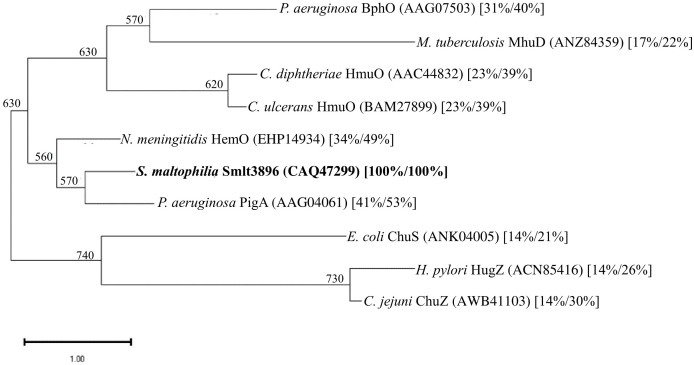 Phylogenetic analysis of S. maltophilia Smlt3896 and known HemO proteins of other bacteria. A dendrogram was constructed with the amino acid sequences of the proteins using the neighbor-joining method. The numbers below the branches indicate the number of bootstraps, which were calculated from 1,000 replicates. The protein accession numbers are included in brackets. The numbers in square brackets are the protein identity and similarity values compared with Smlt3896.