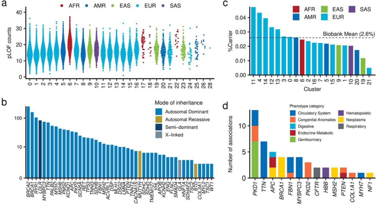 Rare variant identification in the MGBBa, Distribution of the number of protein-truncating variants across genetic ancestries. Each dot represents a participant. The horizontal axis represents the genetic ancestries in the MGBB, while the vertical axis represents the number of protein-truncating alleles in each participant. b, Carrier counts of pathogenic/likely pathogenic variants in ACMG actionable genes. The colors of the bars indicate the mode of inheritance of the genes. c, Carrier frequency of individuals with pathogenic variants in ACMG actionable genes, categorized by ancestry. The colors of the bars correspond to the continental ancestries. The dotted line represents the average frequency in the MGBB. d, Summary of phenome-wide gene burden testing in the MGBB. We conducted exome-wide phenome wide association analysis across 1,454 PheCodes based outcomes in 14,912 genes. The columns indicate the number of significant associations (P < 1.8 × 10-9 = 5 × 10-2/28,035,307 phenotype-transcript pairs) for designated genes. The color of each column corresponds to the associated PheCode-category. MGBB, Mass General Brigham Biobank; ACMG, American College of Medical Genetics and Genomics; pLOF, predicted loss of function; AFR, African; AMR, Admixed-American; EAS, East Asian; EUR, European; SAS, South Asian.