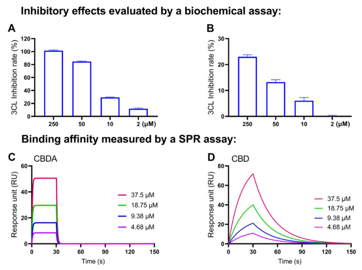 Concentration-dependent inhibitory effects of the CBD-type cannabinoids on the Mpro activity (evaluated by a biochemical enzyme inhibition assay) and their binding capacity to the Mpro protein (measured by the SPR assay). The IC50 values of CBDA (A) and CBD (B) were calculated by data from a biochemical assay with the GraphPad Prism8. The binding affinities between CBDA or CBD and the Mpro protein were determined by the SPR assay with a representative SPR sensorgram of the binding between CBdA (C) or CBD (D) and the Mpro protein.