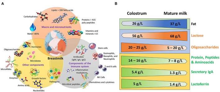 Components of human milk and differences between colostrum and mature milk. (A) Macro and micronutrients, components of the immune system, and other components. Modified from (7, 9, 10, 14, 15). (B) Concentration of some components in colostrum and in mature milk. Modified from (4, 11–14, 16).