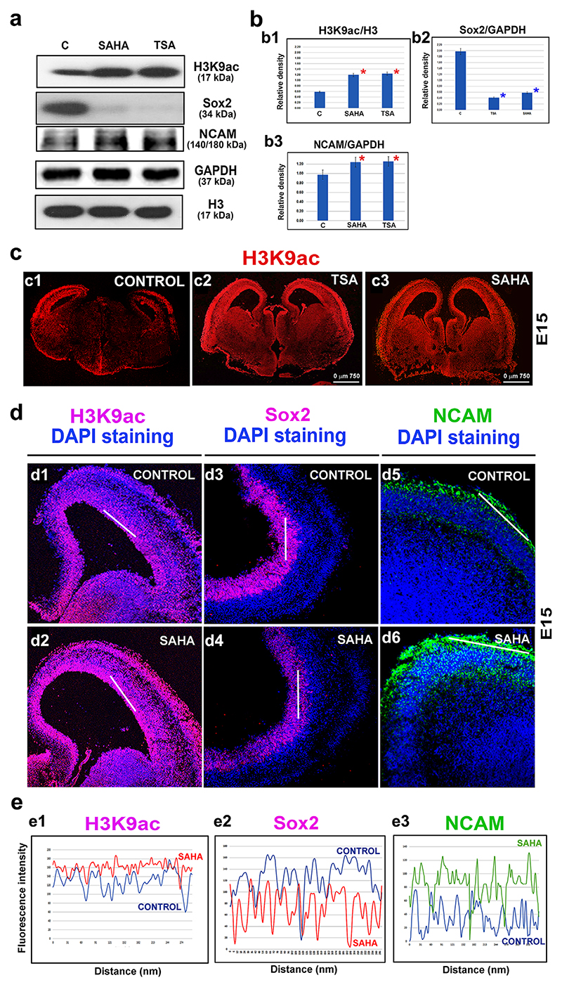Studies of H3K9ac and neural markers in E15 mouse brain explants that were treated with HDACi. The following proteins were evaluated using Western blot analysis: H3K9ac, Sox2, and NCAM in control, non-treated E15 brains and in brains that were treated with SAHA and TSA.(a) The Western blot images show representative data from 3 to 5 independent biological replicates. The Western blot images differ in Figures 1a and 3a to properly show the differences in the experimental outcomes. The E15 embryonic stage was characterized by a very high level of H3K9 acetylation, and this stage was selected for the testing of the HDAC inhibitors as shown in Figure 3a. Panel (b) shows the quantification for (b1) H3K9ac, (b2) Sox2, and (b3) NCAM. The densities of the bands were analyzed using ImageJ software, and the protein levels were evaluated following normalization to the level of GAPDH or histone H3 in the case of H3K9ac. The red asterisks show statistically significant differences in the protein levels. Panel (c) documents a representative E15 brain cryosection labeled to reveal H3K9 acetylation (red) in (c1) non-treated, (c2) TSA-treated, and (c3) SAHA-treated brains. (d) A high level of H3K9ac was observed in the ventricular ependyma in (d1) non-treated and (d2) SAHA-treated brains explants. The level of Sox2 was high in (d3) the ventricular ependymal but was decreased (d4) after treatment with SAHA. NCAM was expressed at the cortex periphery in (d5) non-treated brains, and its expression was higher (d6) after treatment with SAHA. DAPI was used to visualize the DNA contents of the tissues. (e) The levels of H3K9ac (white lines) were quantified using ImageJ software (see d1–d6 in panel d). Panel (e) shows the comparison between the protein levels observed in the control non-treated and SAHA-treated E15 brains: (e1) H3K9ac, (e2) Sox2, and (e3) NCAM