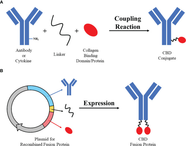 Two strategies of designing collagen-binding drugs. Strategy (A) Collagen-binding domain/protein with active group (e.g. sulfydryl) could be bound to active group on antibodies or cytokines (e.g. amino) by specific linker (e.g. SMCC) through simple coupling reaction to synthesize CBD conjugate. Strategy (B) Sequences of antibodies/cytokines, linker and collagen-binding domain/protein could be recombined and expressed through eukaryotic expression system to produce CBD fusion protein.
