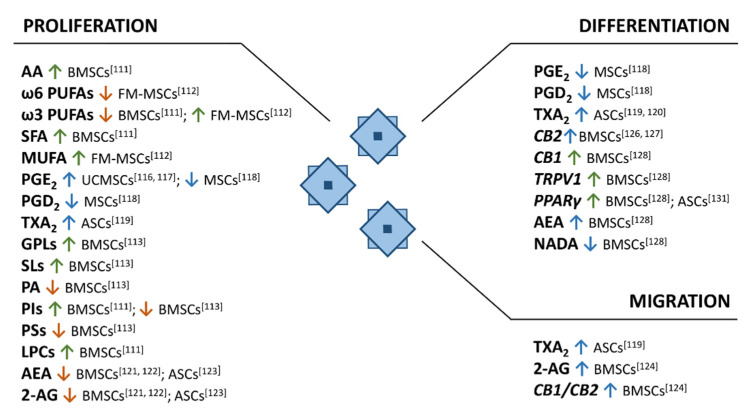 Lipids and their receptors involved in MSCs proliferation, differentiation and migration. The green and orange arrows indicate an increment and a decrease of lipids or their receptors, respectively; whereas blue arrows indicate their action on MSCs. Abbreviations. AA: arachidonic acid; PUFAs: polyunsaturated fatty acids; SFAs: saturated fatty acids; MUFAs: monounsaturated fatty acids; PGE2: prostaglandin E2; PGD2: prostaglandin D2; TXA2: thromboxane A2; GPLs: glycerophospholipids; SLs: sphingolipids; PA: phoshatidic acid; PIs: phosphatidylinositols; PSs: phosphatidylserines; LPCs: lysophosphatidylcholines; AEA: anandamide; 2-AG: 2-arachidonoilglycerol; CB2: cannabinoid receptor 2; CB1: cannabinoid receptor 1; TRPV1: transient receptor potential vanilloid type 1; PPARγ: peroxisome proliferator-activated receptor-γ; NADA: N-arachidonoydopamine; BMSCs: bone marrow-derived stem cells; FM-MSCs: fetal membrane-derived stem cells; UCMSCs: umbilical cord blood-derived stem cells; ASCs: adipose-derived stem cells.