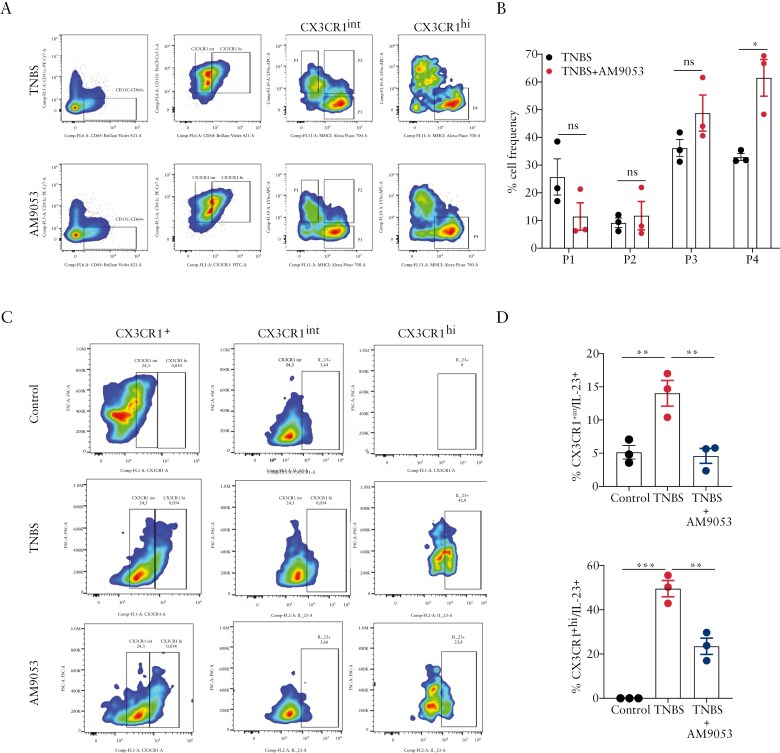 Effect of N-acylethanolamine acid amidase (NAAA) inhibition in lamina propria CX3CR1+ cells. (A) Representative examples of flow cytometry analysis of mouse lamina propria CD64+CD11c−CX3CR1+ macrophages and P1-P4 subpopulations according to the expression of MHCII and Ly6c markers in 2,4,6-trinitrobenzensulfonic acid (TNBS)-treated mice (upper panel) and TNBS-treated mice with NAAA inhibitor AM9053 (lower panel). (B) Quantification in terms of frequency of P1-P4 subpopulations among CD64+CD11c−CX3CR1int (P1, P2, and P3) and CD64+CD11c−CX3CR1hi (P4) macrophages in TNBS-treated mice and TNBS-treated mice with NAAA inhibitor AM9053. Data are presented as means ± SEM of n = 3 independent samples. *p ≤ 0.05 as assessed by 2-way analysis of variance (ANOVA) followed by Sidak’s multiple comparisons post hoc tests. (C) Representative examples of flow cytometry analysis of mouse lamina propria CX3CR1+ macrophages subpopulations (CX3CR1int and CX3CR1hi) and their respective expression of IL-23 in control mice (upper panel), TNBS-treated mice (middle panel), and TNBS-treated mice with NAAA inhibitor AM9053 (lower panel). (D) Quantification in terms of frequency of IL-23 in CX3CR1int and CX3CR1hi+ macrophages subpopulations in control mice, TNBS-treated mice, and TNBS-treated mice with NAAA inhibitor AM9053. Data are presented as means ± SEM of n = 3 independent samples. **p ≤ 0.01 and***p ≤ 0.001 as assessed by 1-way ANOVA followed by Dunnett’s multiple comparisons.