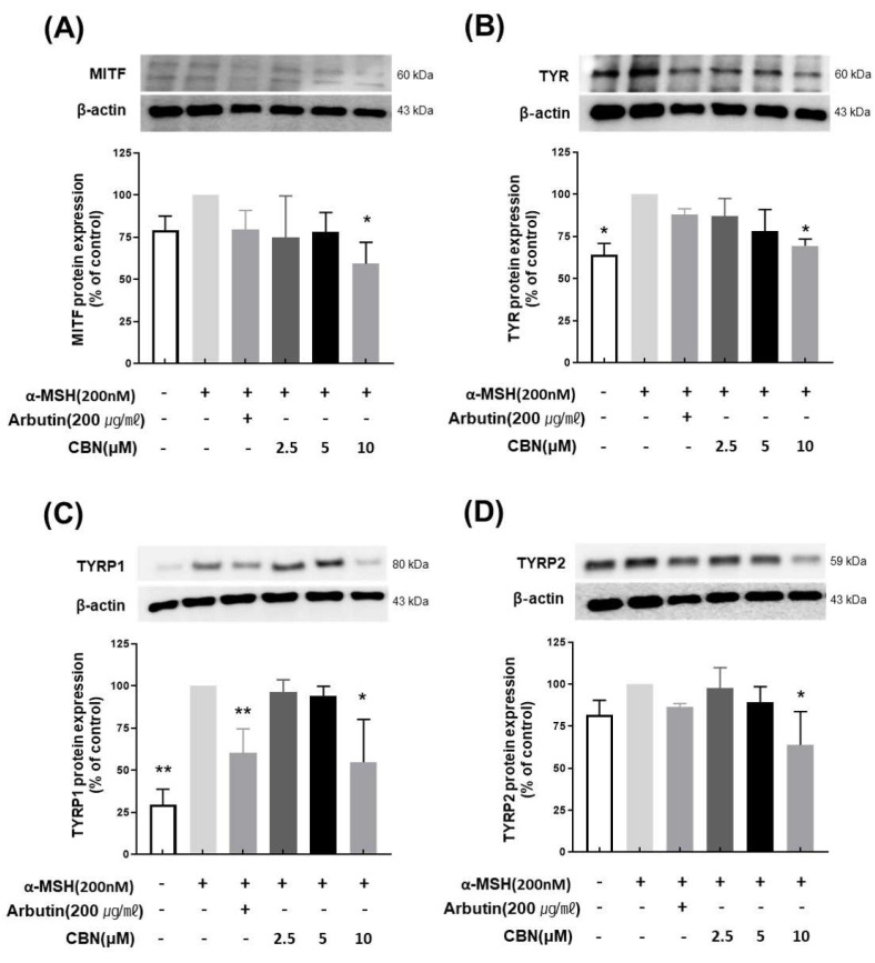 Cannabinol (CBN) downregulates the protein expression of key melanogenic factors. The anti-melanogenic effects of CBN were validated at the protein expression level by Western blot analysis. B16F10 melanoma cells were treated with various concentrations of CBN for 48 h. The Figure presents the protein bands (immunoblots) and corresponding quantitative graphs demonstrating that CBN treatment resulted in a dose-dependent downregulation of key melanogenic proteins and their master transcription factor: (A) MITF, (B) TYR, (C) TYRP1, and (D) TYRP2. GAPDH served as the loading control for normalization. The graphs show the relative protein expression levels, normalized to GAPDH and expressed as a percentage of the untreated control. n = 2 for α-MSH-untreated group, only α-MSH-treated group, and positive control; n = 4 for CBN-treated samples. All data are presented as the mean ± SD from independent experiments. * p < 0.05, ** p < 0.01.