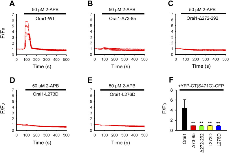 Both the CBD and NBD of Orai1 are indispensable for 2-APB–mediated STIM1-CT mutant (S417G)–Orai1 binding and Orai1 activation.(A, B, C, D, E) Representative intracellular free Ca2+ traces show 2-APB–triggered Ca2+ entry in HeLa cells transfected with (A) YFP-CT (S417G)-CFP+Orai1-mKate; (B) YFP-CT (S417G)-CFP+Orai1-ΔNBD-mKate; (C) YFP-CT (S417G)-CFP +Orai1-ΔCBD-mKate; (D) YFP-CT (S417G)-CFP+Orai1-L273D-mKate and (E) YFP-CT (S417G)-CFP+Orai1- L276D-mKate. (A, B, C, D, E, F) Averaged peak [Ca2+]i values associated with 2-APB–triggered Ca2+ influx in cells coexpressing YFP-CT (S417G)-CFP with WT or mutant Orai1 (from left to right, n = 28, 27, 29, 27, and 29) shown in panels (A, B, C, D, E). Graphs show mean ± SD. *P < 0.05; **P < 0.001.