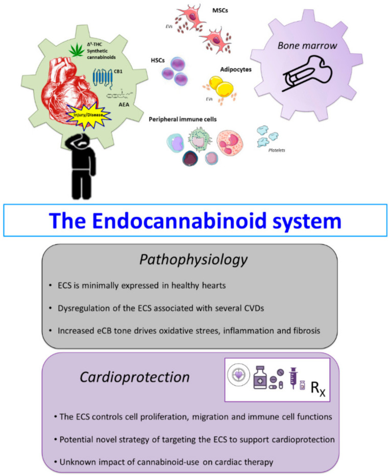Contribution of the endocannabinoid system (ECS) to cardiovascular pathophysiology and cardioprotection. Schematic representation of the known interaction between the ECS and the bone marrow niche, immune cells, and other cells or cellular cargo that mediate pathophysiological mechanisms in CVDs, e.g., mesenchymal stem cells (MSCs), haematopoietic stem cells (HSCs), adipocytes, and extracellular vesicles (EVs). Comprehensive understanding of the dynamic alterations in the ECS during damage to the myocardium represents a crucial point to establish novel cannabinoid-based therapeutic approaches. For instance, during injury or pathological conditions the ECS becomes dysfunctional and loses specificity of activity that can further drive pathological events. Alterations including increased CB1 expression and anandamide (AEA) during these states activate various molecular signalling such as inflammation and fibrotic signalling. Thus targeting the ECS by inhibiting or enhancing relevant components, e.g., receptors, eCB metabolism etc., could be of potential benefit to improve current and future treatment strategies aimed at cardioprotection.