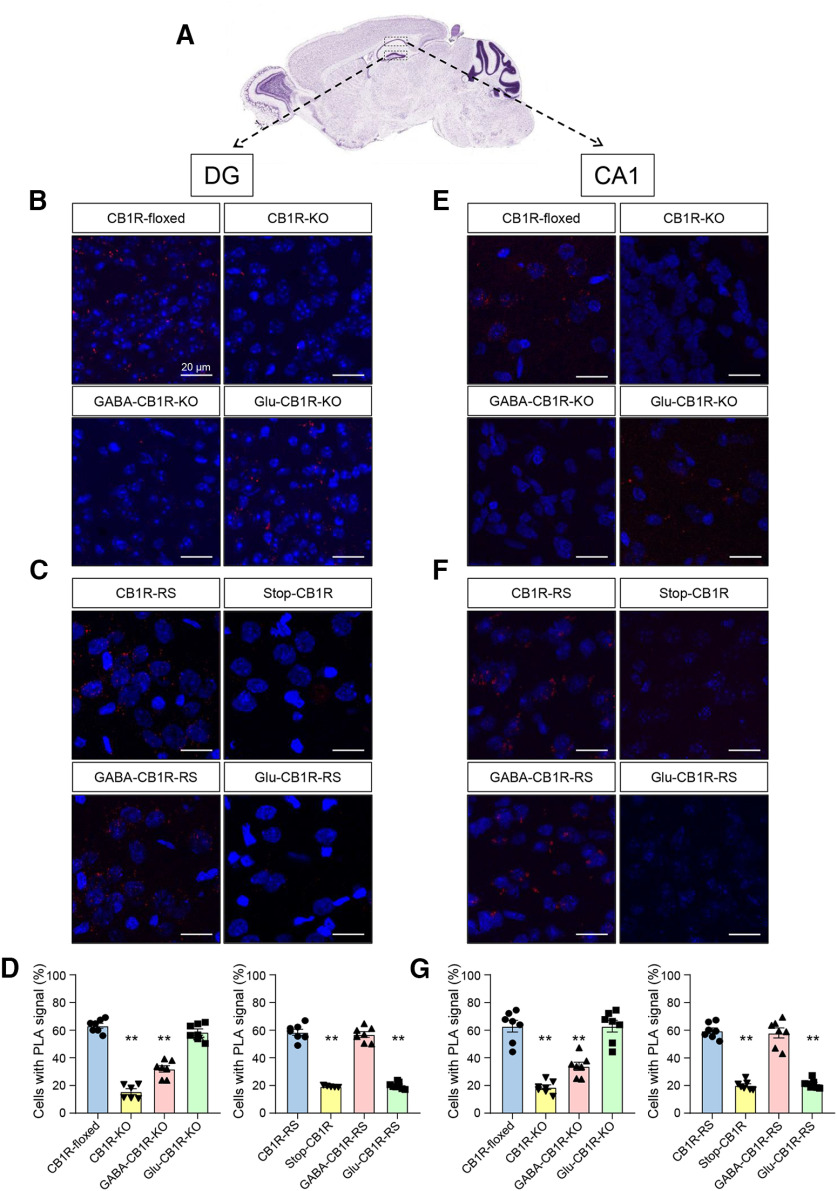 CB1R-BiP complexes reside on GABAergic terminals of the mouse hippocampus. A, PLA experiments were conducted on hippocampal sections from 3- to 4-month-old mice of different genotypes. Representative low-magnification image and selected regions for analysis are shown. Image credit: Allen Institute. In the rest of the panels, CB1R-BiP complexes are shown as red dots, and nuclei are colored in blue by DAPI staining. B, Representative images of dentate gyrus (DG) sections from CB1R-floxed, CB1R-KO, GABA-CB1R-KO, and Glu-CB1R-KO mice. C, Representative images of DG sections from Stop-CB1R, CB1R-RS, GABA-CB1R-RS, and Glu-CB1R-RS mice. D, Quantification of the number of cells containing one or more dots expressed as the percentage of the total number of cells (DAPI-stained nuclei) in DG sections. **p < 0.01 from the corresponding CB1R-floxed group or the corresponding CB1R-RS group by one-way ANOVA with Tukey's multiple comparisons test (n = 6 or 7 fields from 3 different animals per group). E, Representative images of CA1 sections from CB1R-floxed, CB1R-KO, GABA-CB1R-KO, and Glu-CB1R-KO mice. F, Representative images of CA1 sections from Stop-CB1R, CB1R-RS, GABA-CB1R-RS, and Glu-CB1R-RS mice. G, Quantification of the number of cells containing one or more dots expressed as the percentage of the total number of cells (DAPI-stained nuclei) in CA1 sections. **p < 0.01 from the corresponding CB1R-floxed group or the corresponding CB1R-RS group by one-way ANOVA with Tukey's multiple comparisons test (n = 6 or 7 fields from 3 different animals per group).