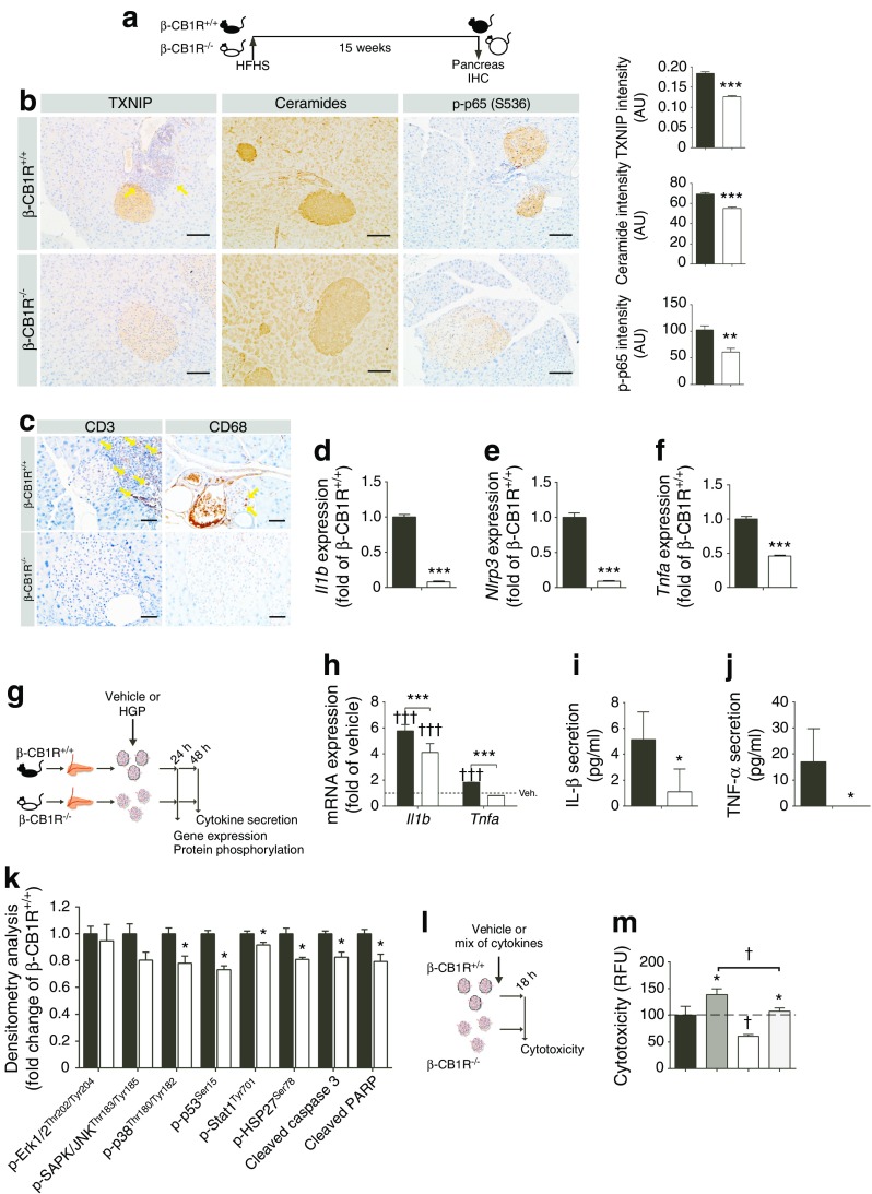 Ablation of CB1R protects islets from HFHS diet-induced inflammation. (a) Schematic of the experimental design. β-CB1R+/+ and β-CB1R−/− mice were fed an HFHS diet for 15 weeks, after which the mice were euthanised and pancreases were dissected and processed for immunohistochemistry (IHC) and stained. (b) Immunostaining for TXNIP, ceramides and p-p65 of pancreases from β-CB1R+/+ and β-CB1R−/− mice fed an HFHS diet for 15 weeks (scale bars, 100 μm) and their quantification. (c) Immunostaining for CD3 and CD68 in pancreases from β-CB1R+/+ and β-CB1R−/− mice fed an HFHS diet (scale bars, 50 μm). The yellow arrows point to areas of immune cell infiltrate between a blood vessel and islet, and into the islet. (d–f) Relative mRNA expression of inflammatory markers in freshly isolated islets. (g) Schematic of the experimental design. Islets isolated from β-CB1R+/+ and β-CB1R−/− mice were treated with HGP (glucose 16.5 mmol/l, palmitate 500 μmol/l) or vehicle. (h) Relative mRNA expression of inflammatory markers (the dotted line represents the vehicle control). (i, j) Secretion of inflammatory markers. (k) Densitometry of phosphorylated proteins and cleaved proteins from isolated islets treated with HGP. n = 7 mice; n = 3 independent experiments with n = 30–50 islets. Black bars, β-CB1R+/+; white bars, β-CB1R−/−. (l) Schematic of the experimental design. Islets isolated from β-CB1R+/+ and β-CB1R−/− mice were treated with vehicle or a mixture of cytokines for 18 h. (m) Cytotoxicity of vehicle- or cytokine-treated islets. RFU, relative fluorescence units. Black, β-CB1R+/+ mice treated with vehicle; dark grey, β-CB1R+/+ mice treated with cytokines; white, β-CB1R−/− mice treated with vehicle; light grey, β-CB1R−/− mice treated with cytokines. n = 4 mice; n = 4 replicates; n = 15 islets. Data are means ± SEM. Significance by t test or ANOVA, *p ≤ 0.05, **p ≤ 0.01, ***p ≤ 0.001 vs β-CB1R+/+; †p ≤ 0.05, †††p ≤ 0.001 vs vehicle. See also ESM Fig. 7