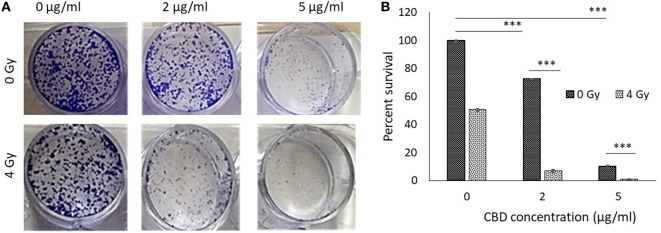 In vitro antitumor effect of cannabinoid (CBD). (A) Clonogenic assay results comparing results for different CBD radiotherapy (RT) dose combinations. (B) Perspective results of synergistic outcomes when combining RT at 4 Gy with different CBD doses.