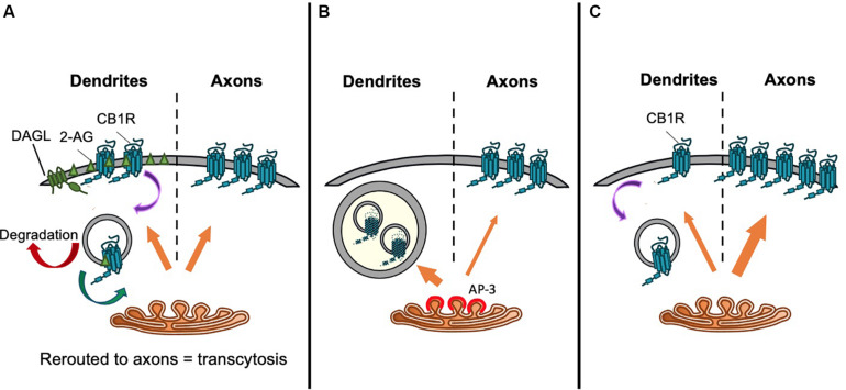 Proposed trafficking pathways that establish CB1R axonal polarization. Schematics representing (A) Model 1: CB1R is delivered to the dendritic and axonal surface indiscriminately. The presence of DAGLα exclusively on the dendritic surface causes a polarized production of 2-AG with high levels in the dendritic membrane. Therefore, de novo CB1R delivered to the dendritic membrane is immediately activated and internalized. Internalized CB1R is either degraded or rerouted to distal end of axons, a process referred to as transcytosis. On the other hand, the absence of DAGLα in the axonal compartment means that newly delivered CB1R is retained on the axonal surface. This results in the axonally polarized distribution, where it is available to be bound by retrogradely crossing endocannabinoids produced under specific synaptic conditions (Leterrier et al., 2006). (B) Model 2: Constitutive sorting to somatodendritic lysosomes. CB1R is constitutively sorted by AP-3 from the TGN to somatodendritic lysosomes. By an unknown mechanism, CB1R can be rescued from degradation and rerouted to axons. It is possible that this mechanism is also AP-3-dependent, since in AP-3 sorts cargo from the TGN to axons in C. elegans (Rozenfeld and Devi, 2008; Li et al., 2016). (C) Model 3. Secretory pathway bias. CB1R is preferentially targeted via the secretory pathway to the axonal membrane. Polarity is enhanced by immediate removal of de novo CB1R from dendritic surface (Fletcher-Jones et al., 2019).