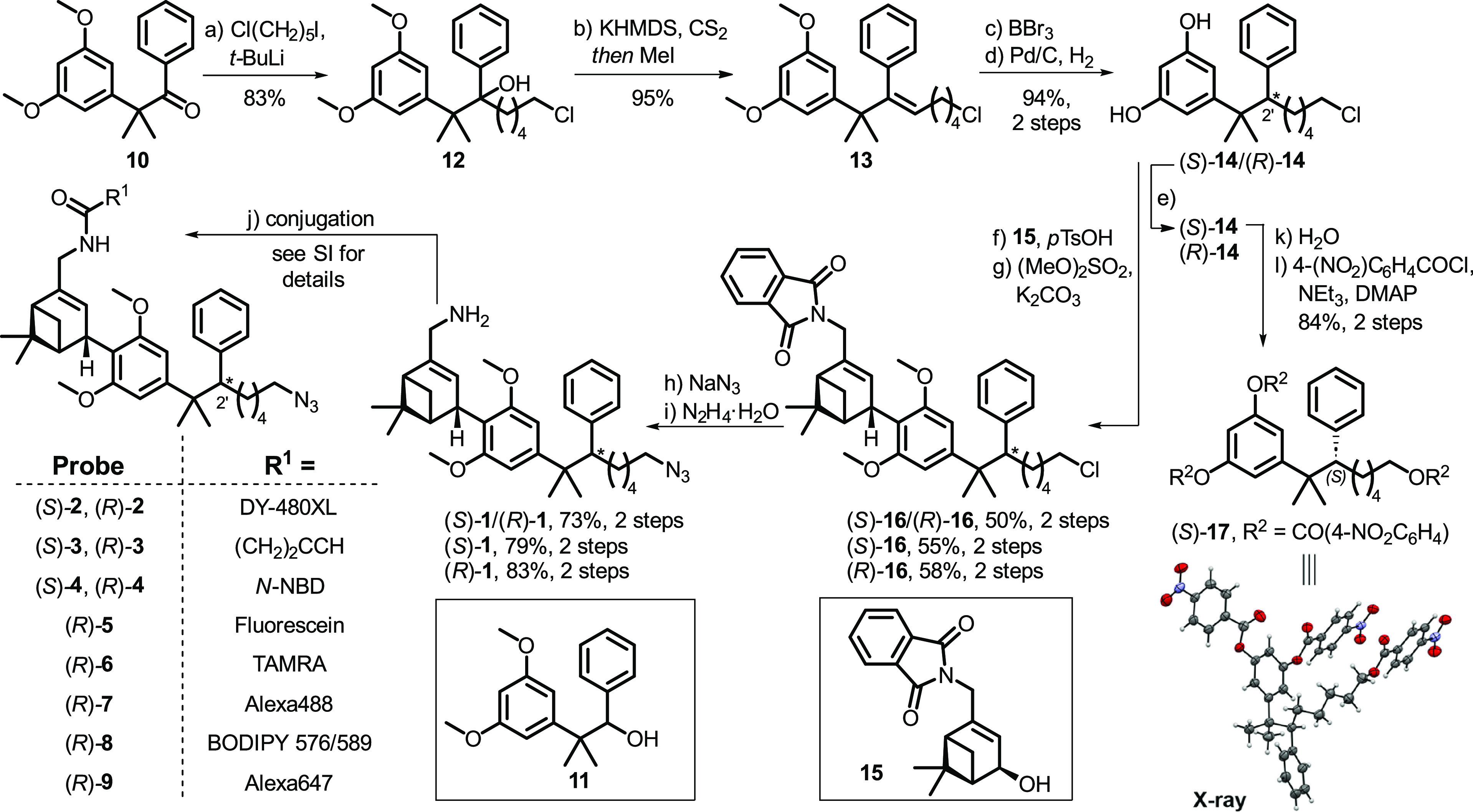 Synthesis of Novel CB2R-Selective HU-308-Derived Inverse AgonistsReagents and conditions: (a) 1-chloro-5-iodopentane, t-BuLi, n-pentane, Et2O, −78 °C to rt, 83%; (b) KHMDS, CS2, THF, −78 °C to rt and then MeI, 40 °C, 95%; (c) BBr3, CH2Cl2, 0 °C, 97%; (d) Pd/C, H2, EtOAc, rt, 97%; (e) semipreparative SFC, (S)-14, 25%, >99% ee, (R)-14, 20%, 96% ee; (f) 15, pTsOH·H2O, CH2Cl2, rt, 64–71%; (g) (MeO)2SO2, K2CO3, acetone, rt, 78–82%; (h) NaN3, DMF, 50 °C, 88–96%; (i) N2H4·H2O, (E)/(Z)-crotyl alcohol, EtOH, 75 °C, 76–94%; (j) for conjugation conditions and details, see Supporting Information; (k) H2O, microwave irradiation, 150 °C, 99%; (l) 4-nitrobenzoyl chloride, NEt3, DMAP, CH2Cl2, rt, 85%.