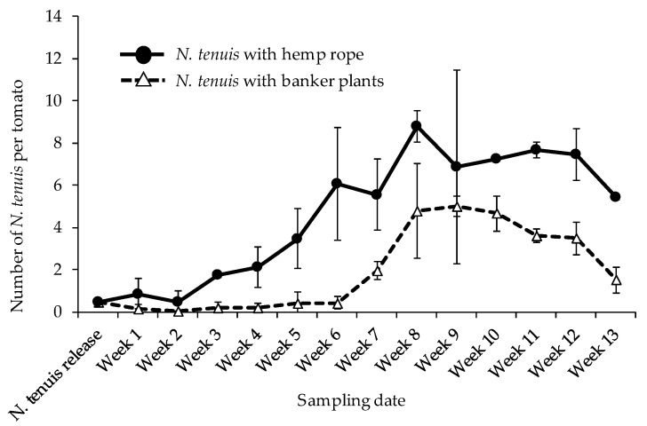 Mean (±SD) number of Nesidiocoris tenuis (inclusive of nymphs and adults) on tomato plants when augmented with hemp rope and banker plants.