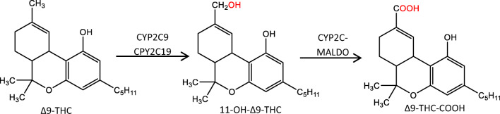 Main phase I metabolism of Δ9-THC