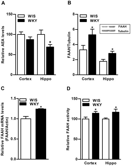 Basal differences in AEA and FAAH levels in the brain of WKY rats.The level of eCB, AEA was found to be significantly lower in hippocampus of WKY rats compared to WIS rats (31%, p<0.01; A). Conversely, the level of FAAH enzyme was significantly higher in frontal cortex (40%, p<0.05) and hippocampus (40%, p<0.05; B) of WKY rats. A representative immunoblot for hippocampus is provided in the upper panel (B). The qPCR analysis also indicated higher levels of mFAAH in hippocampus of WKY rats (24%, p<0.05; C). The qPCR data on FAAH, normalized to β-Actin (internal standard) is presented as the fold change relative to the control value of 1.0. The FAAH activity was slightly higher in frontal cortex (15%, p<0.05) and hippocampus (17%, p<0.05) of WKY rats compared to WIS rats (D). Hippo; Hippocampus.