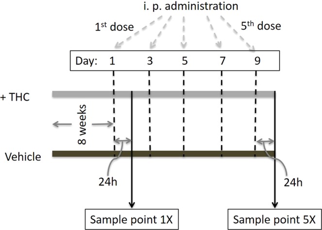 Study design. Fecal samples (n = 5) for analyses were collected at 2 time-points, 1X and 5X. The injections of THC and vehicle were administered intraperitoneally ~48 h apart (denoted dashed lines) Five administrations were conducted. Fecal and intestinal tissue samples were collected at time points 1X and 5X, which were 24 h after the first and the fifth administrations respectively.